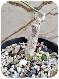 Image result for Corallocarpus bainesii