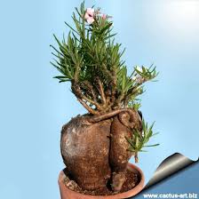 Image result for Pachypodium