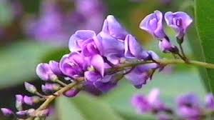 Image result for Hardenbergia