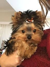 Cute Teacup Yorkshire Terrier Dog Yorkshireterrier Yorkshire Terrier Dog Yorkshire Terrier Yorkshire Terrier Teacup