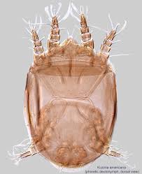 Image result for Pseudoeriosema borianii