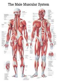 Ch 19 Head Neck Chart Rudiger Human Systems Charts