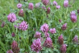Ortho weed b gon chickweed. Red Clover Plant Info Getting Rid Of Red Clover In Yards
