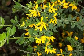 Image result for Genista