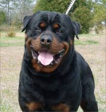 Beautiful rottweiler puppies for sale text us at 7 1 4 2 4 8 5 5 2 3. Https Www Dkvrottweilers Com German Rottweiler Rottweiler Puppies Rottweiler