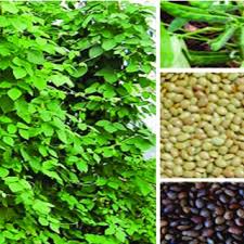 Image result for Macrotyloma daltonii