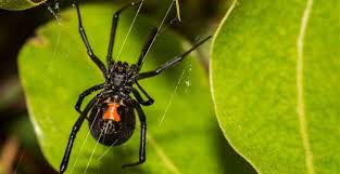 Black widow eating her mate. 3 Female Insects That Eat Their Mates Steemit