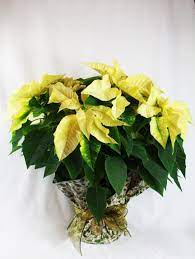 Yellow Poinsettia Holiday Flower Floral Wreath Poinsettia