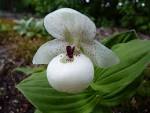 Cypripedium flavum alba