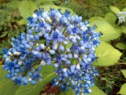 Image result for Hyparrhenia dichroa