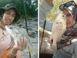 Budi tambol 02 april 2018. Cara Nak Beza Spesies Gegerut Dengan Tebal Pipi Umpan