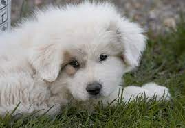 Bring a puppy to be your companion. Registered Great Pyrenees Puppies For Sale Off 59 Www Usushimd Com