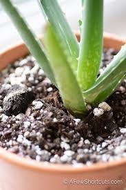 See more ideas about cacti and succulents, succulents, planting succulents. How To Make Succulent Soil A Few Shortcuts