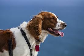 The welsh springer spaniel breed is also commonly known by the names welshie, welsh springer, welsh cocker spaniel, welsh starter. Welsh Springer Spaniel Charakter Haltung Pflege Zooplus