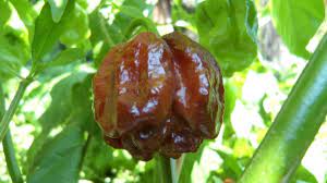 It starts off as a low rumble and builds over time to a fiery inferno. Chocolate Moruga Trinidad Scorpion The Chilli Pepper Co