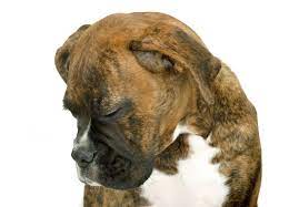 Click to learn more : Warning Signs Of Cancer In Dogs