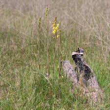 Image result for Xylopia katangensis