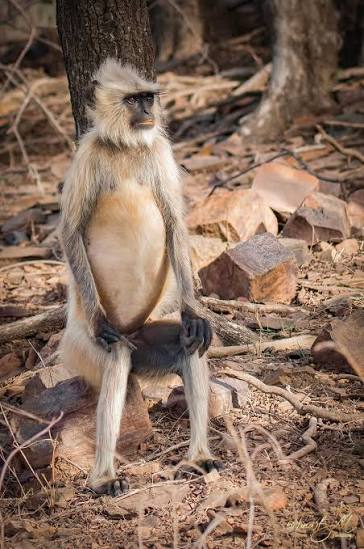 Grey langur monkey in Ranthambhore National Park