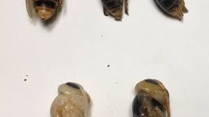 Hornets are large and very interesting wasps. Over 500 Murder Hornets Found In First Wash State Nest Komo