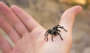 Although this tarantula is almost three inches across, it is still a baby. Pet Tarantulas For Beginners Including How To Build A Tarantula Habitat