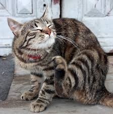 Your cat's fleas will not jump to humans, though there are species of fleas that can be contracted by humans and cat's fleas can still pose a risk to you and another issue related to fleas is that your cat is fairly likely to accidentally ingest a flea or two if the infestation is allowed to become particularly bad. Cat Fleas What You Need To Know Hill S Pet