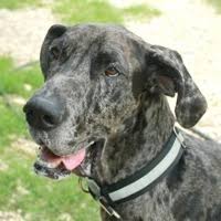 If you have never heard of colorado puppy rescue and would like to learn more about what we do. Great Dane Rescue Adoptions