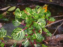 Image result for Iresine