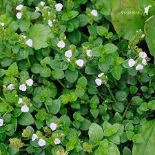 Image result for Justicia protracta