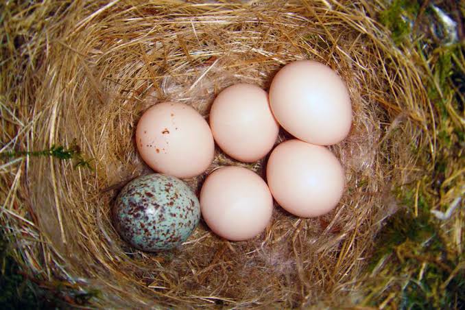 Mga resulta ng larawan para sa Eastern Phoebe eggs with one Brown headed Cowbird egg"