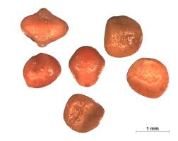 Image result for Indigofera secundiflora