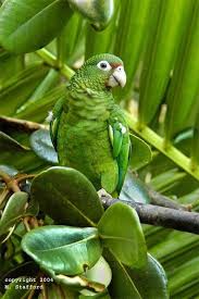 Nature Produces Green Parrot Beautiful Birds Colorful Birds