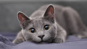 Maybe you would like to learn more about one of these? 7 Grey Cat Breeds That Look Completely Mesmerising Purina