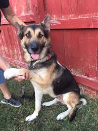 Alabama alaska arizona arkansas california colorado connecticut delaware district of columbia florida georgia hawaii idaho illinois indiana iowa kansas kentucky louisiana maine breed: German Shepherd Dog Dog For Adoption In La Mesa Ca Adn 746843 On Puppyfinder Com Gender Male Age Young Dog Adoption Pet Adoption Poor Dog