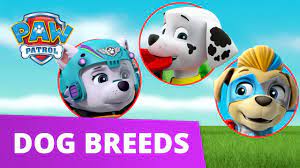 Training your dog to follow basic commands builds a positive relationship with her and helps ensure her safety. Paw Patrol Learn About Dog Breeds Learn With Paw Patrol Paw Patrol Official Friends Youtube