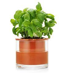 Most varieties grow well in containers, particularly shorter cultivars. The 10 Best Self Watering Planters Of 2021