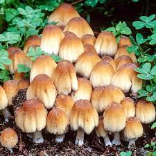 Image result for Coprinus micaceus