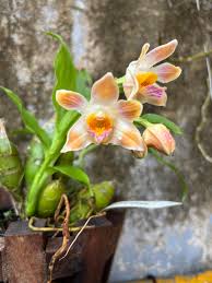 Image result for Rhipidoglossum rutilum