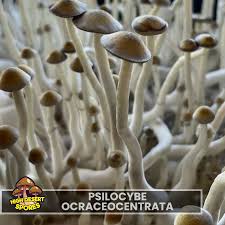 Image result for Spermacoce natalensis