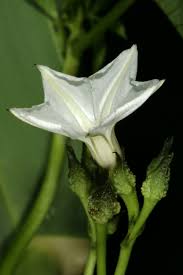 Image result for Ipomoea hochstetteri