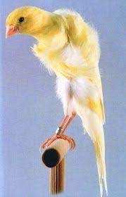 مدونة الطيور الجميلة exclusive canary know all kinds of pictures حصريا تعرف كل أنواع الكناري بالصور canarios pajaritos