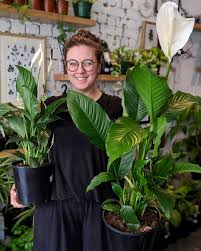 Maybe you would like to learn more about one of these? Peace Lily Care Guide Greener House