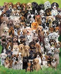 1,500 + puzzles to piece together. America S Favorite Jigsaw Puzzles White Mountain Puzzles Dog Jigsaw Puzzles Dogs Puzzle Shop