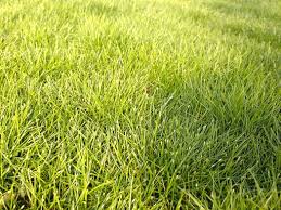 Image result for Eleocharis caduca