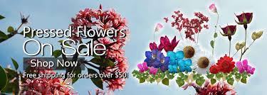 Pressed flowers for sale near me. Premium Pressed Flowers Greetings Of Grace
