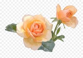 Picture of red flower with sun shine in morning. Download Hd Yellow Rose Flower Commercial Png And Psd Psd Roses Free Transparent Png Images Pngaaa Com