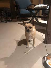 If you are interested in adopting one of our guests, please visit our adoptions counter on the day the animal is legally available. New Female Found Off Of Goldenwest And Garden Grove Blvd In Westminster Animal Shelter Services Wags Pet Adoption In Westminster Ca