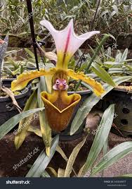 Dracula Simia Royalty-Free Images ...