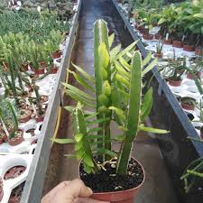 Image result for Euphorbia persistentifolia