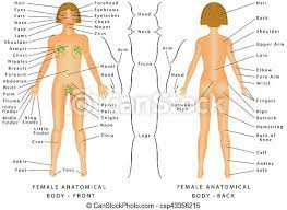 Browse 286,933 women the human body body sensuality stock photos and images available, or start a new search to explore more stock photos and images. Regions Of Female Body Female Body Front And Back Female Human Body Parts Human Anatomy Chart The Anatomical Names And Canstock