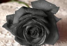 1.164 imagens gratuitas de png. Rosas Negras De Turquia Todo Lo Que Debes Saber De Esta Rara Especie